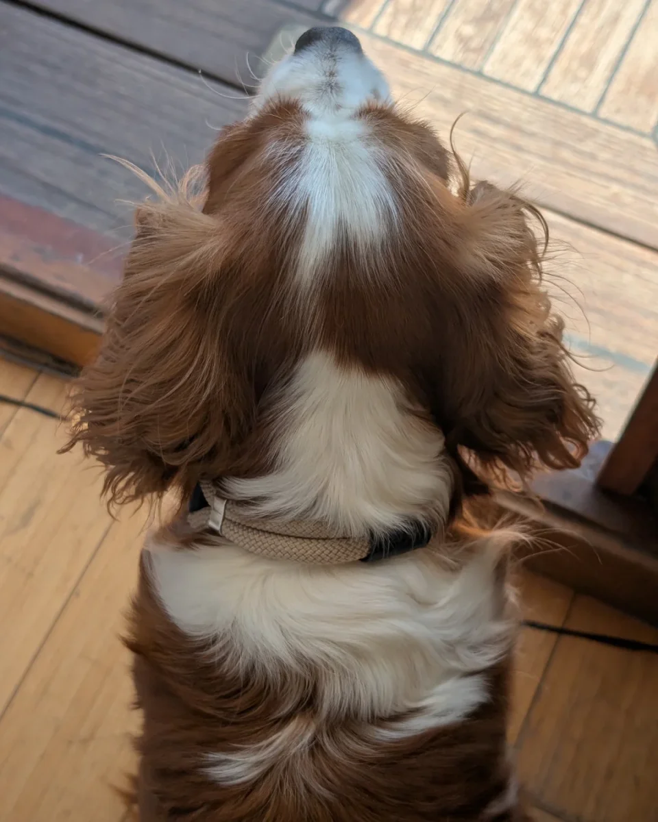 Le collier George Perle – Image 5