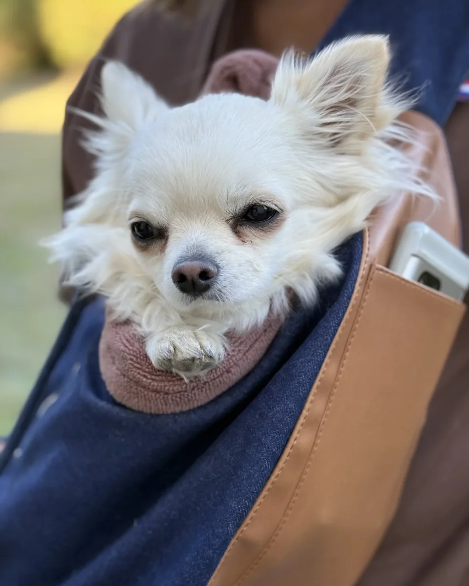 Le sac de transport Babylone - Cognac – Image 6